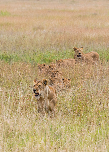 Lion family, mothers with children, walking in single file in high grass during the big migration, Serengeti national park.
