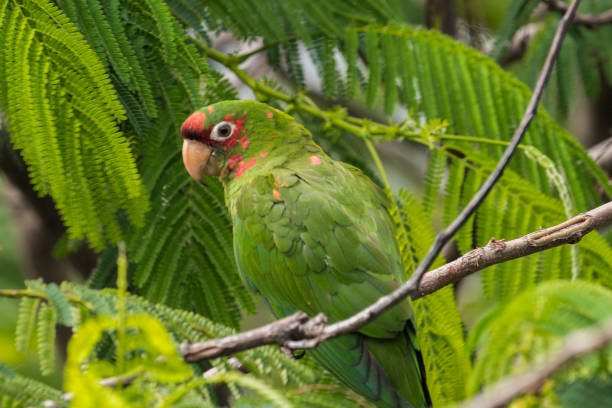 istock Green parrot standing on a branch. 962919752