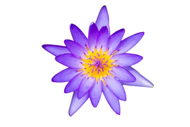Photo of Blue lotus