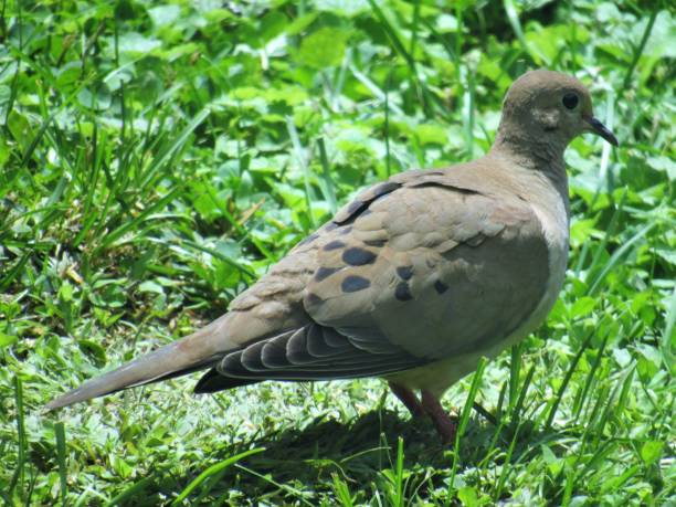 istock American Mourning Dove in the grass 962920402