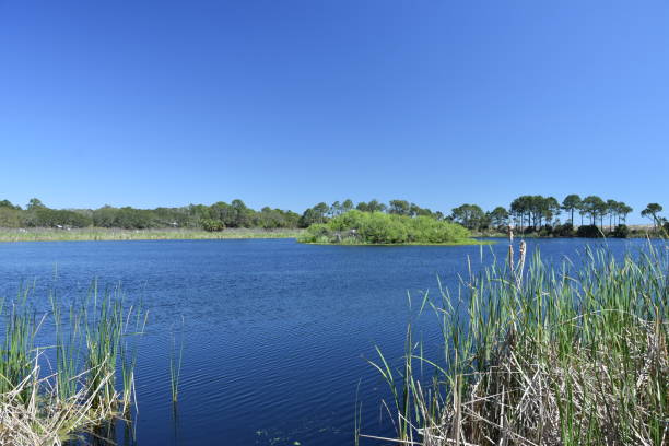 istock Alligator pond in Panama City Florida 962921378