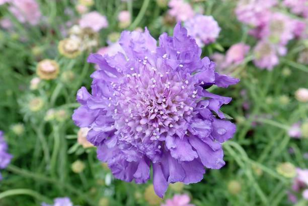 Close-up of Scabious 'Butterfly Blue' This photo was taken in Chenies, Buckinghamshire, UK dissected flower stock pictures, royalty-free photos & images