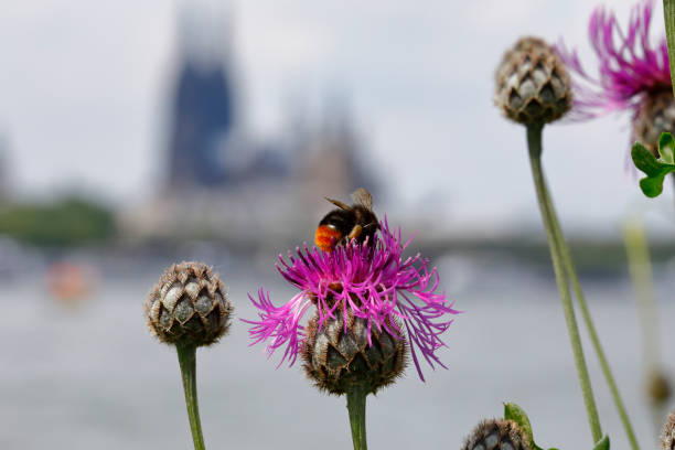 istock Blossoming Thistle with a Bee. Cologne skyline in the background 962924292