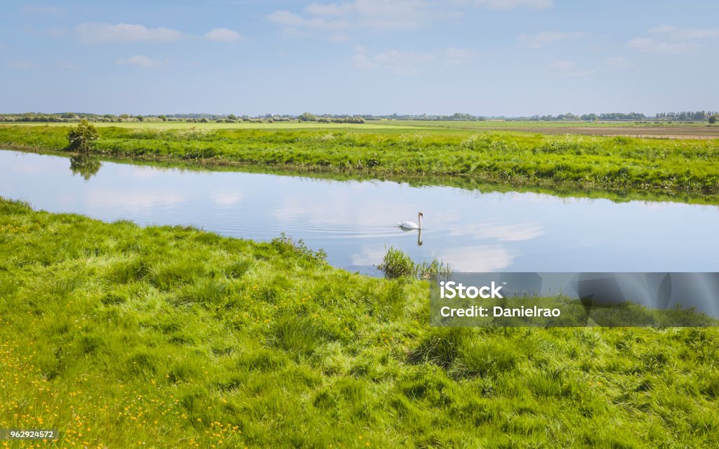 River Hull on a fine spring morning, Beverley, Yorkshire, UK. Beverley, Yorkshire, UK. View along the river Hull flanked by grass verges, buttercups, trees and a swan on a fine spring morning near Beverley, Yorkshire, UK. Agricultural Field Stock Photo