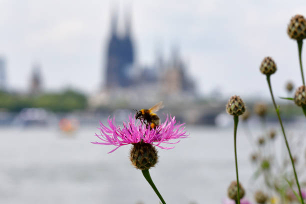 istock Blossoming Thistle with a landing Bee. Cologne skyline in the background 962926366