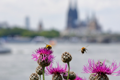 Bees on blossoming flower head - Cologne Cathedral in the background.