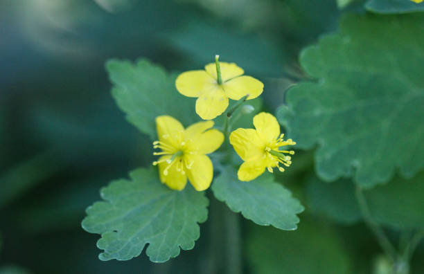 istock greater celandine or tetterwort (Chelidonium majus) 962929048