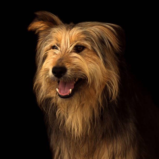 istock dog animal portrait on black background 962929960