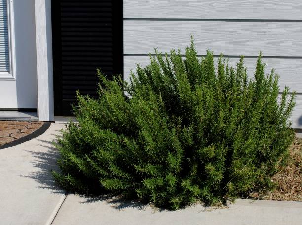 istock Rosemary – Rosemary Plant 962930308