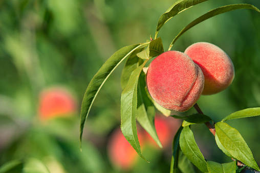 Sweet peaches ripening on peach tree branch in the garden