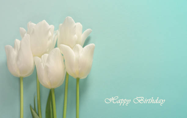 istock Birthday card. White tulips on a light turquoise background 962930436