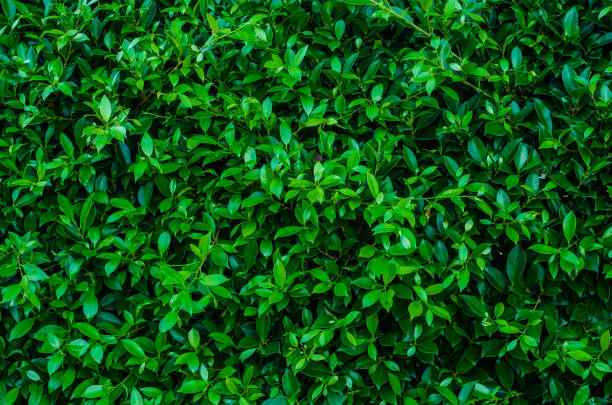 istock Creative tropical green leaves,for background,vintage tone. 962930524