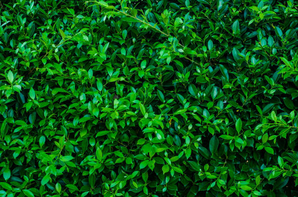 istock Creative tropical green leaves,for background,vintage tone. 962930526