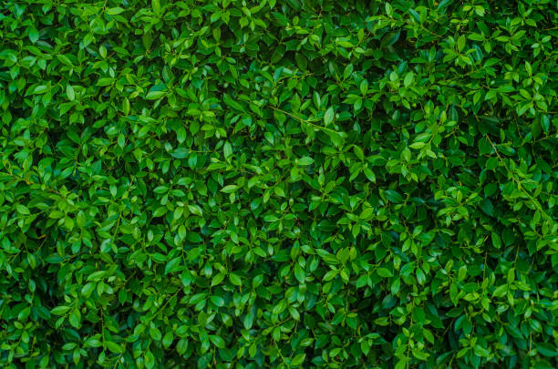 istock Creative tropical green leaves,for background,vintage tone. 962930538