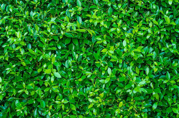 istock Creative tropical green leaves,for background,vintage tone. 962930542