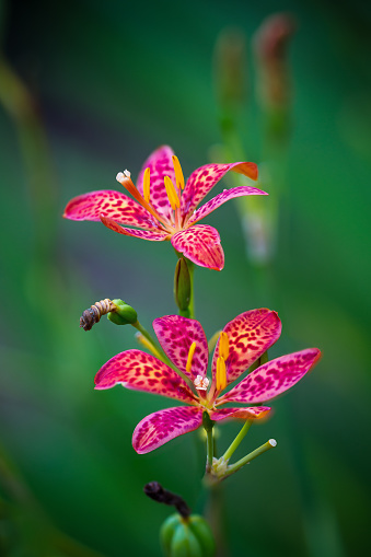 Wild Lily Flower Macro