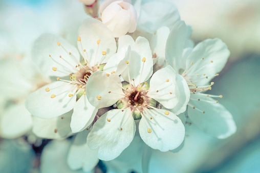 crabapple blossoms macro