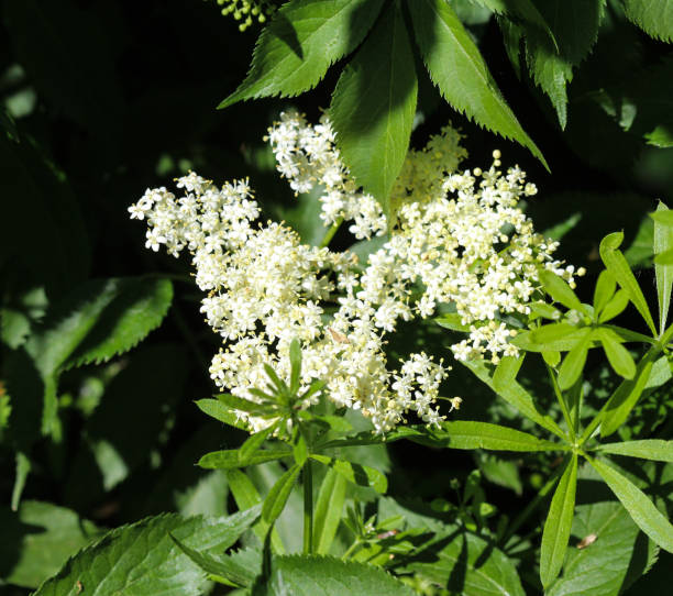 istock European black elderberry or elder (Sambucus nigra) 962938400