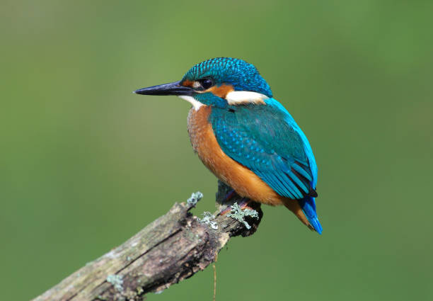 istock Kingfisher on a branch,green background 962940420