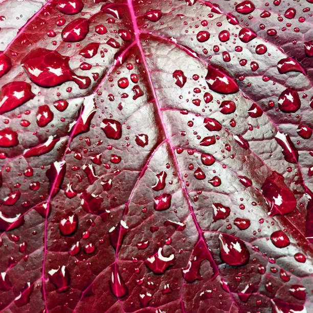istock Close Up of Rain Drops on a Red Purple Leaf Leaf 962943440