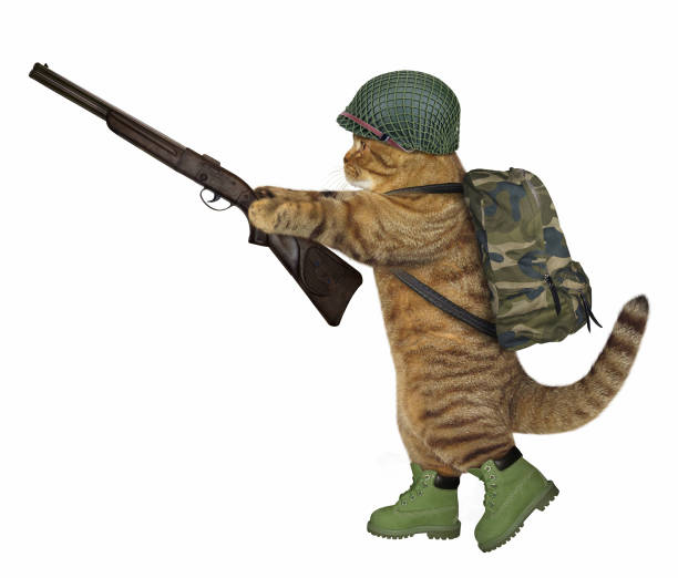 istock Cat soldier with a big rifle 962944074