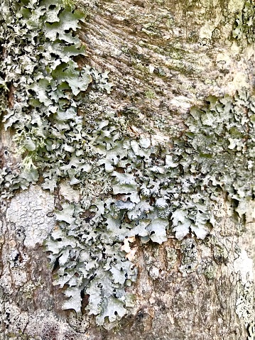 Closeup view of multiple types of lichen growing on Maple tree trunk.