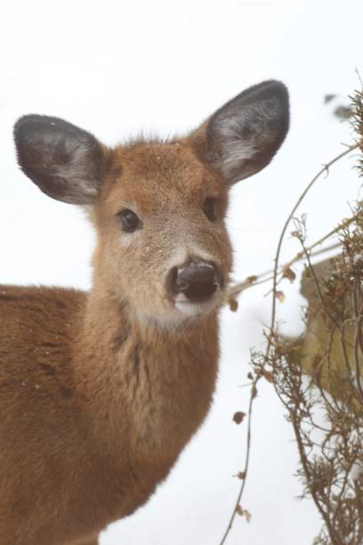 istock Deer - Winter - Photography 962947326
