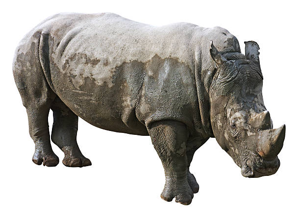 istock Rhinoceros with clipping path on white background 96294746