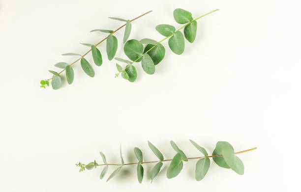 istock Abstract frame made of eucalyptus branches on white background. Flat lay, top view. copy space 962947526