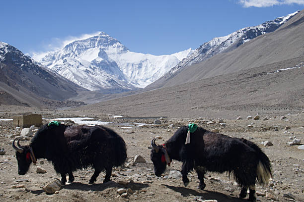 istock Mt. Everest from Tibetan Base Camp with Yaks 962948302