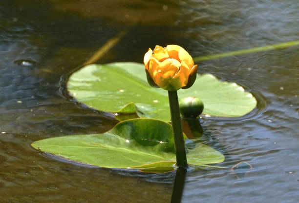 istock Yellow Lotus Flower and Lily Pads Abstract 962948482