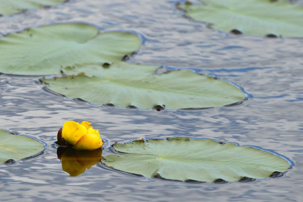 istock Yellow Lotus Flower and Lily Pads Abstract 962951540