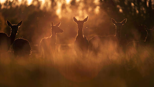 istock Group of red deer hinds in meadow backlight by evening sun. 962958358