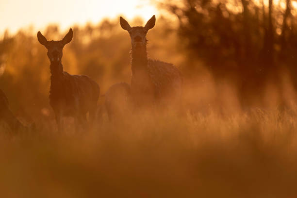 istock Two red deer hinds in meadow backlight by evening sun. 962958402