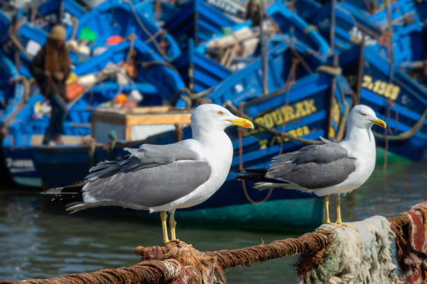 istock Seagulls and blue boats in Essaouira 962958634