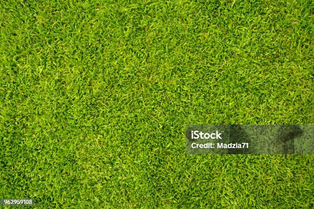 Grass Stockfoto und mehr Bilder von Rasen - Rasen, Gras, Wiese