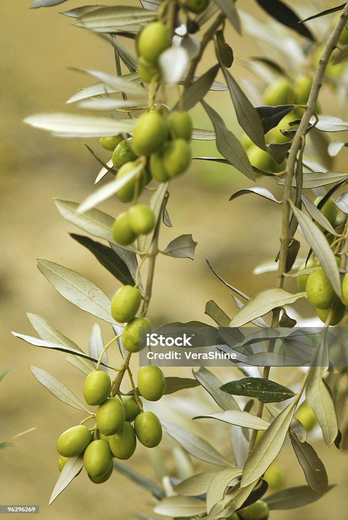 Olives - Lizenzfrei Antioxidationsmittel Stock-Foto