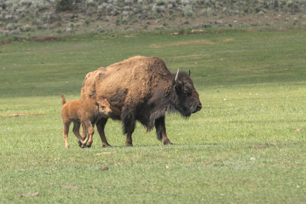 American bison cow and young calf that is part of a domesticated herd on a ranch in Central Oregon