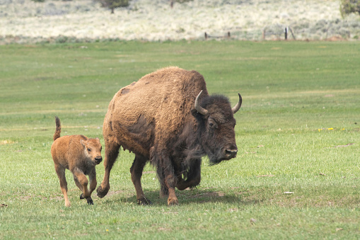 American bison cow and young calf that is part of a domesticated herd on a ranch in Central Oregon