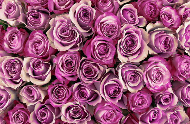 istock floral background. roses background. Beautiful gentle roses 962964804
