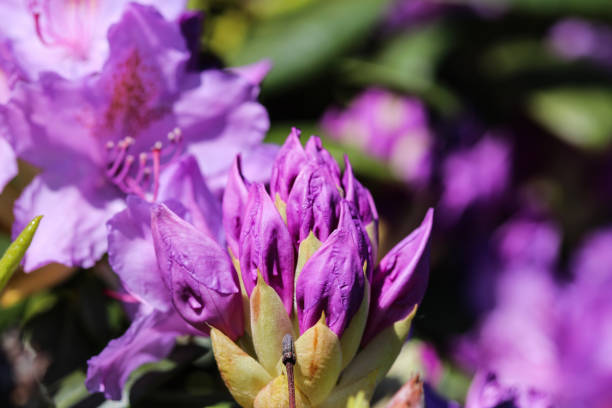 istock Catawba rosebay (Rhododendron catawbiense) flower blooming 962966104