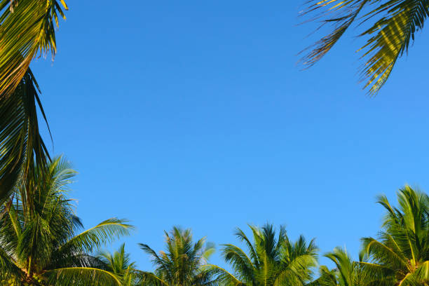 Natural background frame from palm leaf/coconut leaf for background
