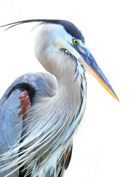 Closeup of a Great Blue Heron on White Background Closeup of a Beautiful Great Blue Heron (Ardea Herodias) with a White Background blue heron stock pictures, royalty-free photos & images