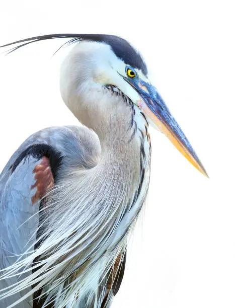 Photo of Closeup of a Great Blue Heron on White Background