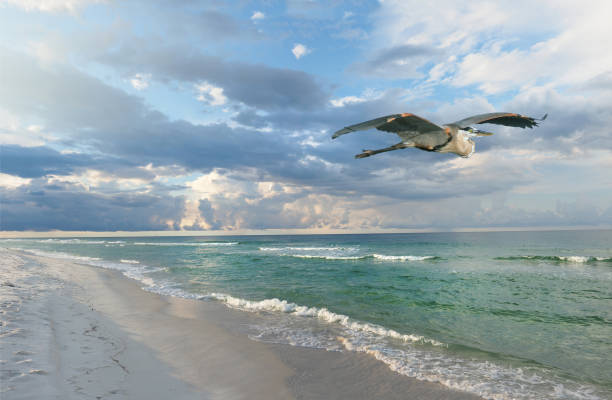 istock White Sand Florida Beach at Sunrise as a Great Blue Heron Flies By 962969292