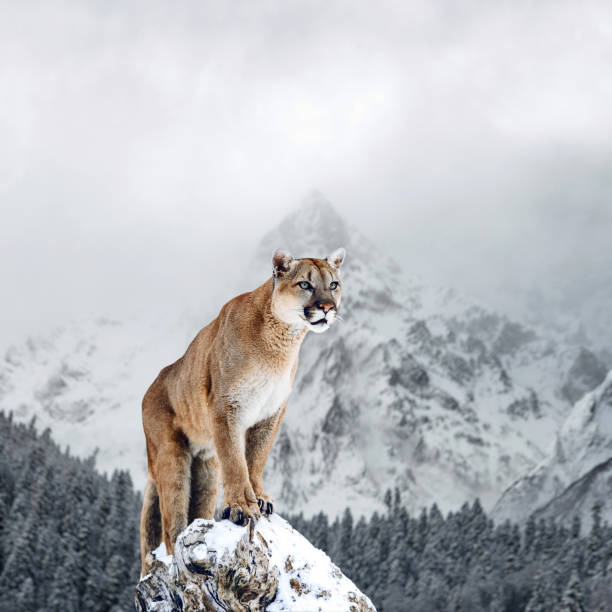 porträt des cougar, berglöwen, puma, panther, markante pose auf einen umgestürzten baum winterberge - puma raubkatze stock-fotos und bilder