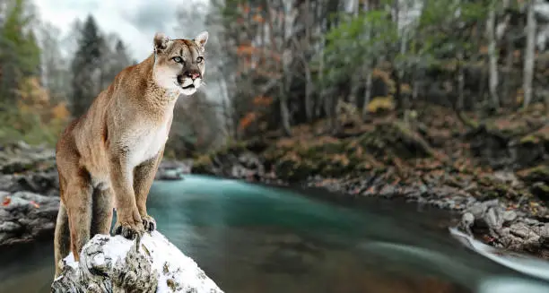 Portrait of a cougar, mountain lion, puma, panther, striking a pose on a fallen tree. Gorge of the mountain river