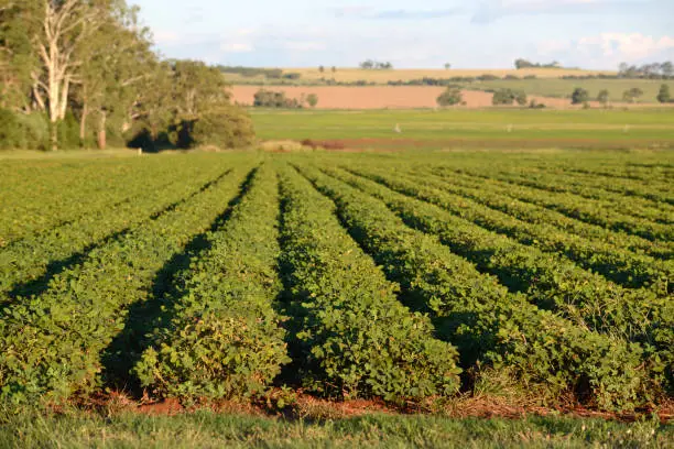 A crop of peanuts grows in rich red volcanic soil near Kingaroy, Queensland, Australia