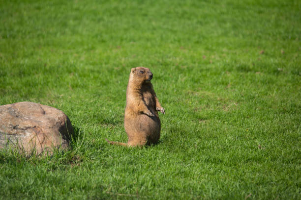 istock Gopher (Spermophilus) on green grass. Portrait of a wild animal. 962973898