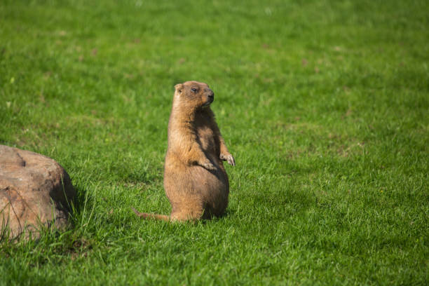 istock Gopher (Spermophilus) on green grass. Portrait of a wild animal. 962973900